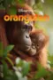 Nonton Film Orangutan Sub Indo